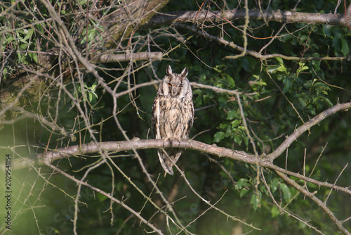Tableau sur toile A Long-eared Owl (Asio otus) perched on a thick branch, dozing in a relaxed pose