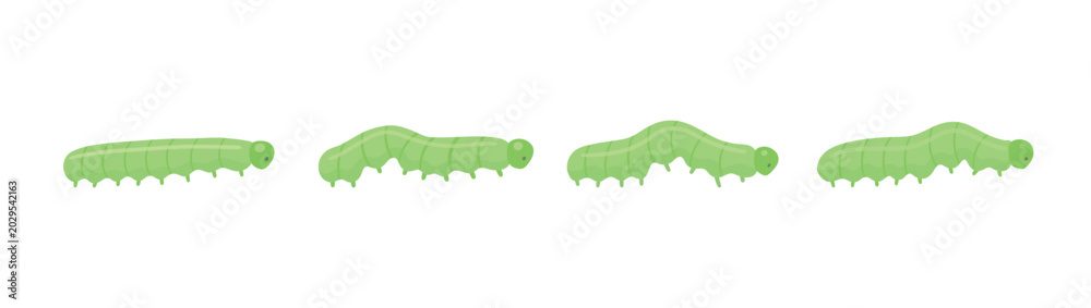 Obraz premium Green crawling caterpillar vector isolated on white background. Insect movement animation stages for educational projects, games and motion design.