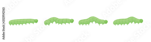 Green crawling caterpillar vector isolated on white background. Insect movement animation stages for educational projects, games and motion design.