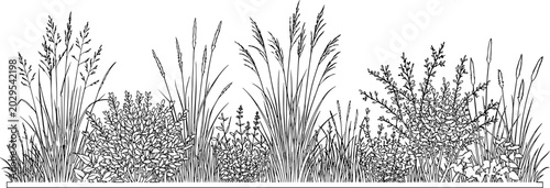 Vintage botanical line art of wild meadow grasses, hand drawn floral border with field weeds and herbs, black and white garden plant vector illustration