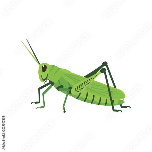 Bild auf Leinwand Detailed green grasshopper cartoon illustration in flat vector style, featuring