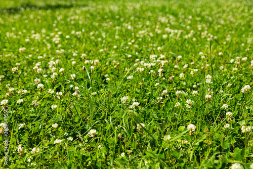 Beautiful green grass lawn with blooming white clover flowers