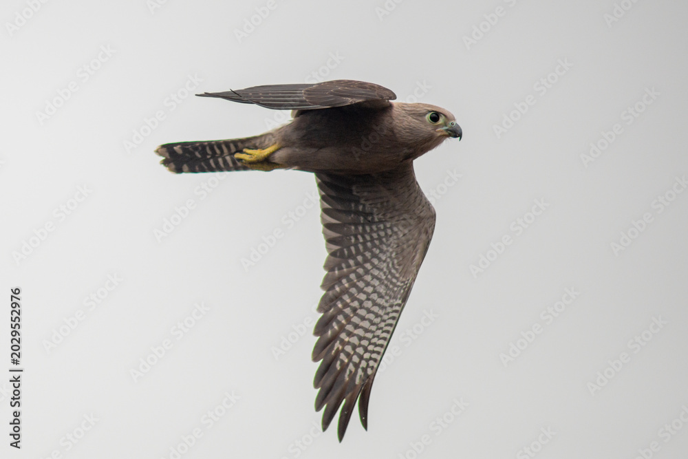 Фотография Falco dickinsoni