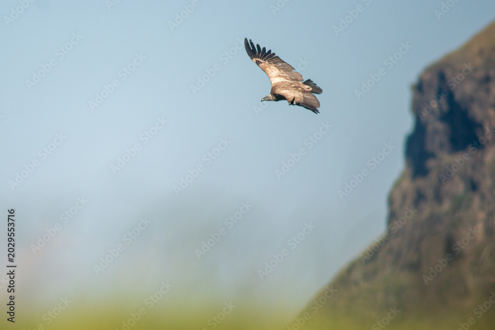 Fototapeta premium Gyps coprotheres