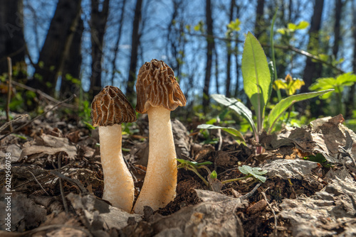 Edible spring mushrooms Verpa bohemica (known as early false morel, wrinkled thimble morel or wrinkled thimble-cap morel) in a beautiful sunny forest
