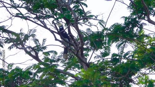 hornbill (Bucerotidae) Anthracoceros albirostris at Thailand mountain forest