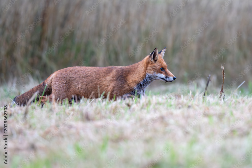 Fototapeta premium Red Fox on a frosty morning in England