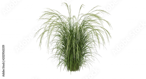 A lush, green ornamental grass plant with long, thin, arching blades and feathery tips isolated against a solid black background