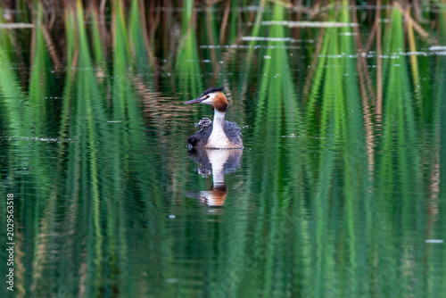 Great Crested Gebe and chick on calm pond with reflection