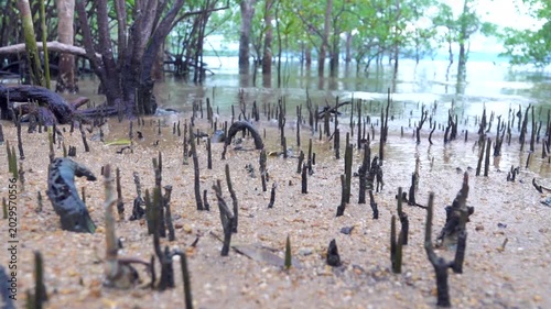Mangroves on the coast of the Andaman Sea. Thailand. Pay attention to the aerial pneumatophore roots