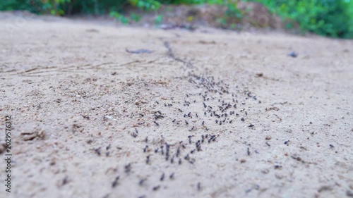 A column of Hospitalitermes termites moves through forest. Insects, cross a dirt road along the path of wood destruction (including timber houses).Thailand rainforest.
