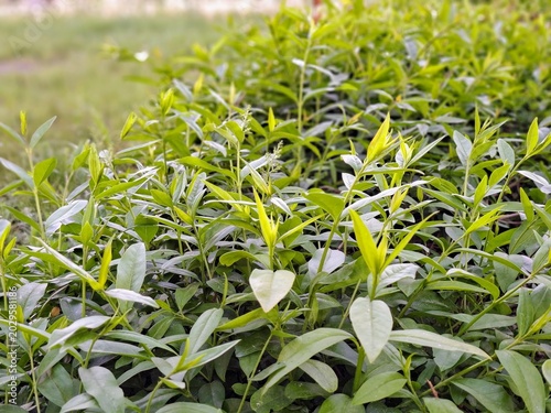 Fresh Green Shrubs and Vibrant Young Foliage Growing in a Spring Garden