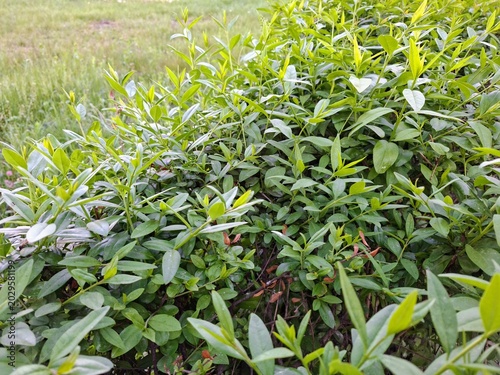 Lush Green Bush with Fresh Spring Sprouts and Vibrant Leaves