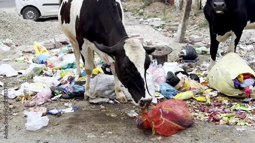 Cows Eating Waste at Urban Dumping Yard, Environmental Pollution, Stray Animals, City Garbage Scene and Public Health Concern