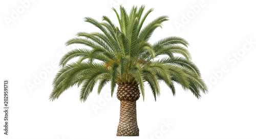 A single canary island date palm tree with a textured brown trunk and long, arching green fronds isolated against a solid black background