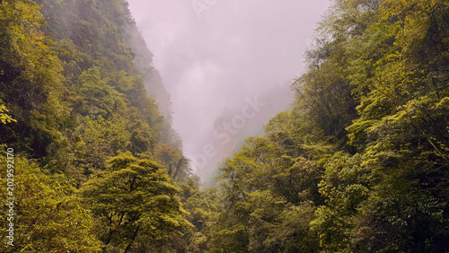 Fotografija Zhangjiajie Grand Canyon, Zhangjiajie, China - 15 04 2026: Misty forest valley b