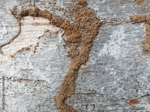 Termite Mud Tunnels on Weathered Wooden Board Surface