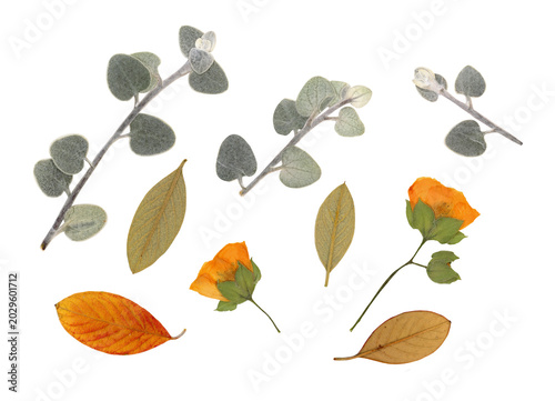 Fotografie High resolution scan dried botanical collection featuring fremontodendron californicum and silver eucalyptus leaves