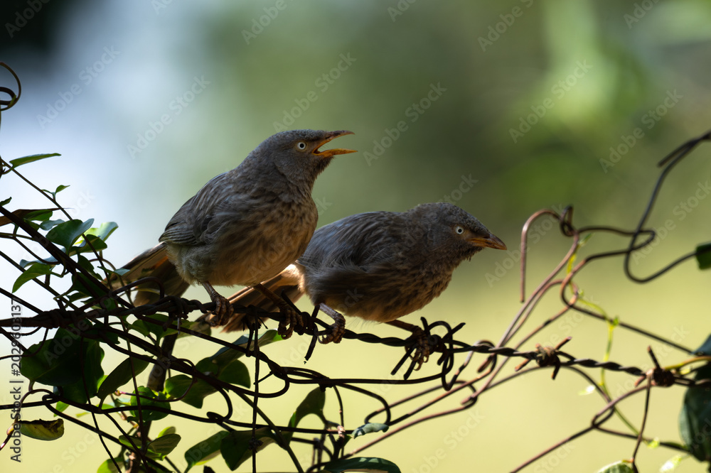 Fototapeta premium A Group of Jungle Babbles with an open beak, calling out while perched on a wire fence. Set against a vibrant, blurred lush green foliage.