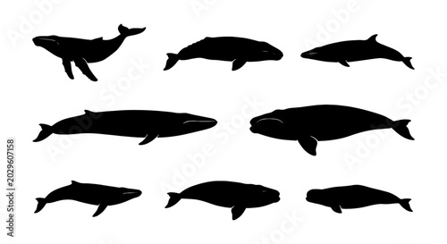 Tableau sur toile Set of whale silhouettes