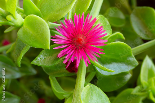 Fotografi Mesembryanthemum cordifolium, Aptenia cordifolia A succulent plant belonging to the Aizoaceae family