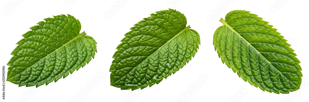 Ταπετσαρία Fresh Organic Mint Leaves Collection Isolated on White Background for Herbal Tea