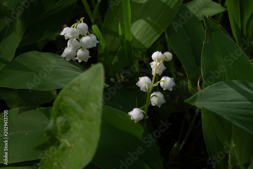 Foto Flowers bloom in early spring with white petals among green leaves in a garden s