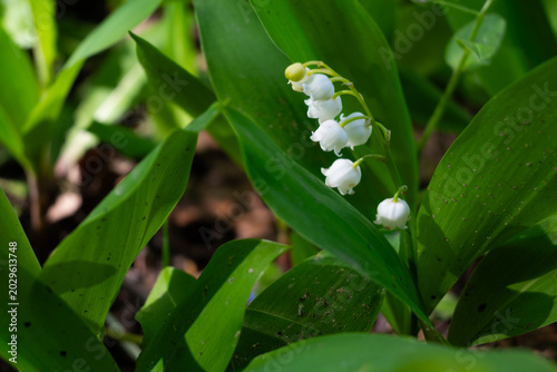 Bild auf Leinwand White flowers of Convallaria majalis growing among green leaves in a forest duri