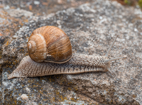 Zu sehen ist eine seitliche Nahaufnahme einer Weinbergschnecke, die mit ihrem Schneckenhaus über einen steinigen Untergrund kriecht.