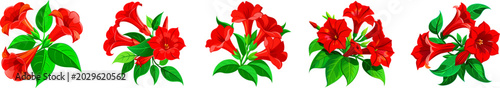 Red trumpet vine flowers illustration with green leaves on a white background
