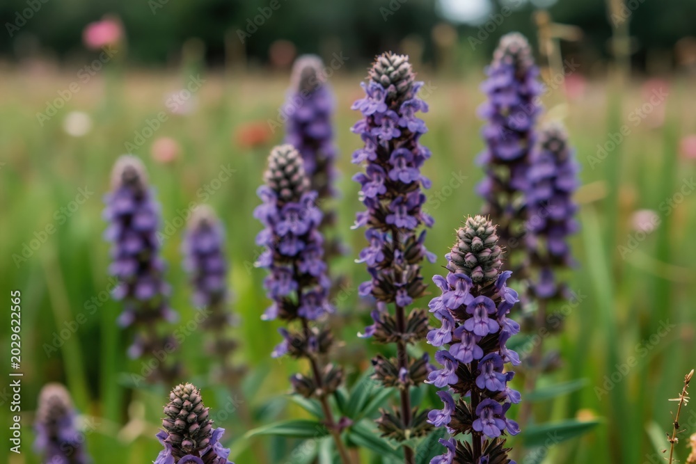 Fototapeta premium Purple betony flowers bloom in a meadow during summer. Delicate petals form tall spikes against a soft green background. Nature scene with wild plants in natural habitat.