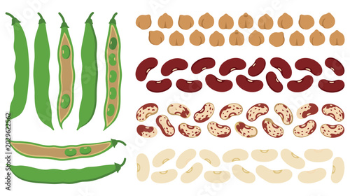 Bild auf Leinwand Green bean pods and various dried legumes collection on white.