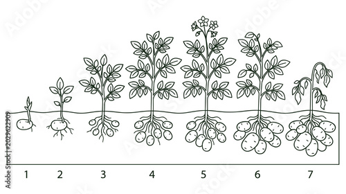 Photos Potato plant growth stages outline on white background.