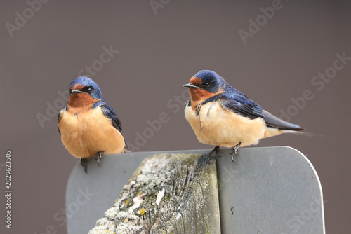 Fotografi Pair of Barn Swallows, Hirundo rustica, on a post