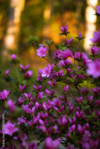 Spring garden