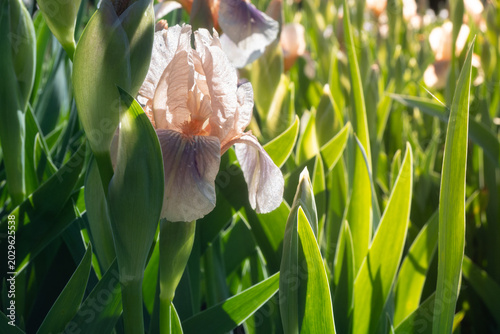 Foto Blooming irises in a garden during springtime, capturing the vibrant colors unde