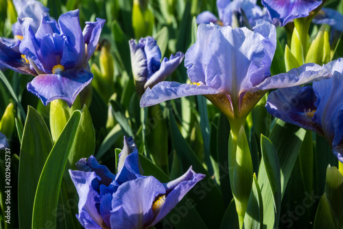 Bild auf Leinwand Purple iris flowers bloom in a sunny garden with green leaves in spring alongsid