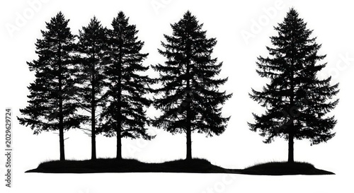 Silhouette of pine tree group.