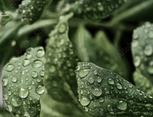 Green leaves with water droplets on the surface after rain, detailed close-up in natural light, fine art photography.