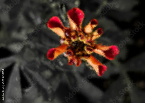 A red flower bud with a yellow center and water droplets stands out against a dark, blurred background.
