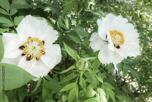 White peonies with yellow centers bloom amid lush green foliage in the natural garden light.