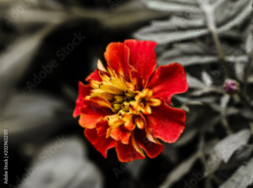 A bright red marigold flower with a yellow center against a blurred black and white artistic background.