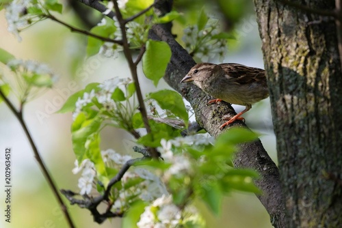 Bild auf Leinwand red backed shrike