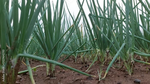 Green Onion Cultivation System, Rows of Shallots in Modern Organic Farming Fields
