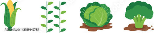 Vegetable illustrations with corn, green beans, cabbage, broccoli, garden farming harvest food vector design concepts