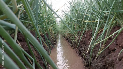 Green Onion Cultivation System, Rows of Shallots in Modern Organic Farming Fields