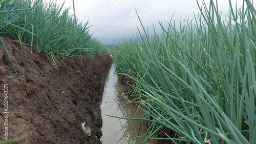 Green Onion Cultivation System, Rows of Shallots in Modern Organic Farming Fields