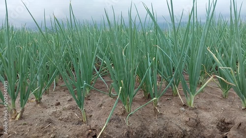 Green Onion Cultivation System, Rows of Shallots in Modern Organic Farming Fields