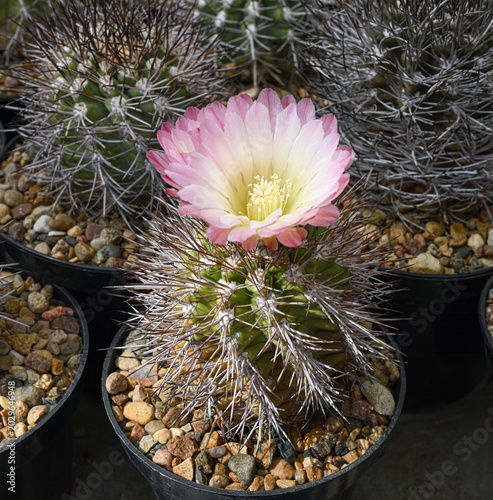 A flowering cactus of the acanthocalycium family