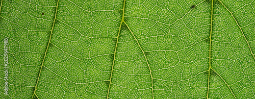 Green Leaf Cellular Vein Background